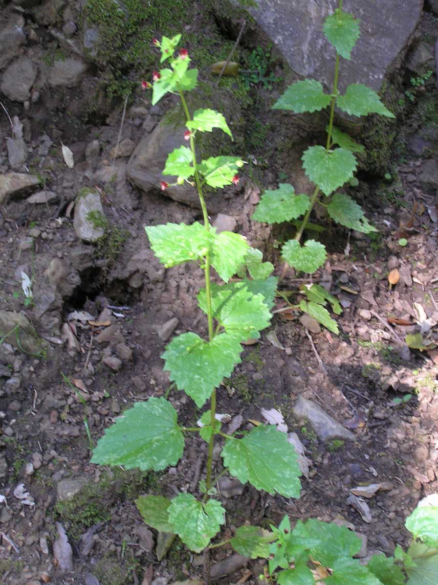 Scrophularia peregrina